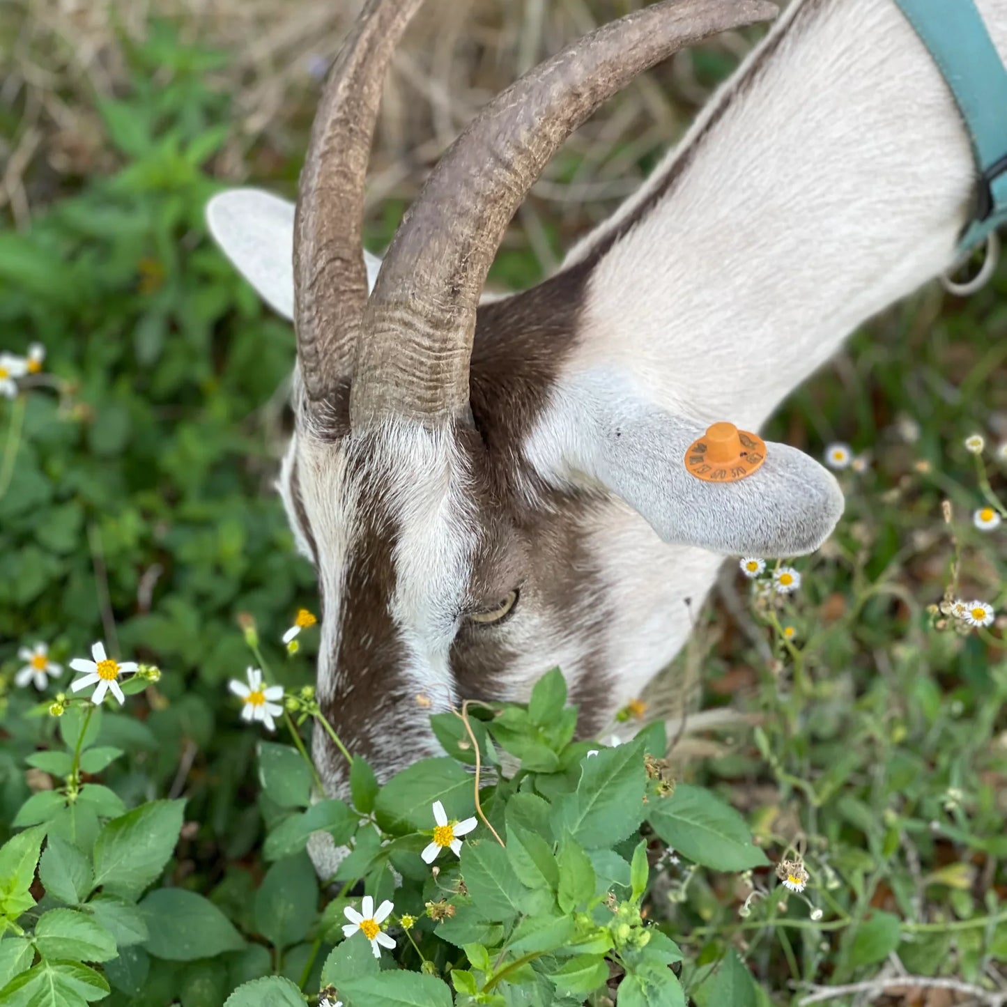 Citrus Cedarwood Handmade Tallow and Goat Milk Soap Bar