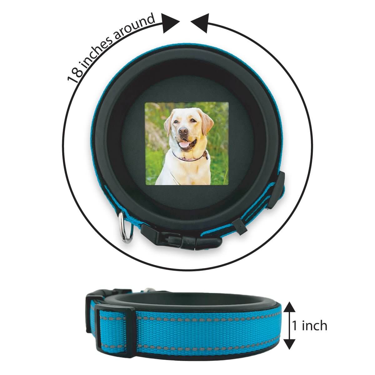 Large Dog Collar Frame | "The Labrador"