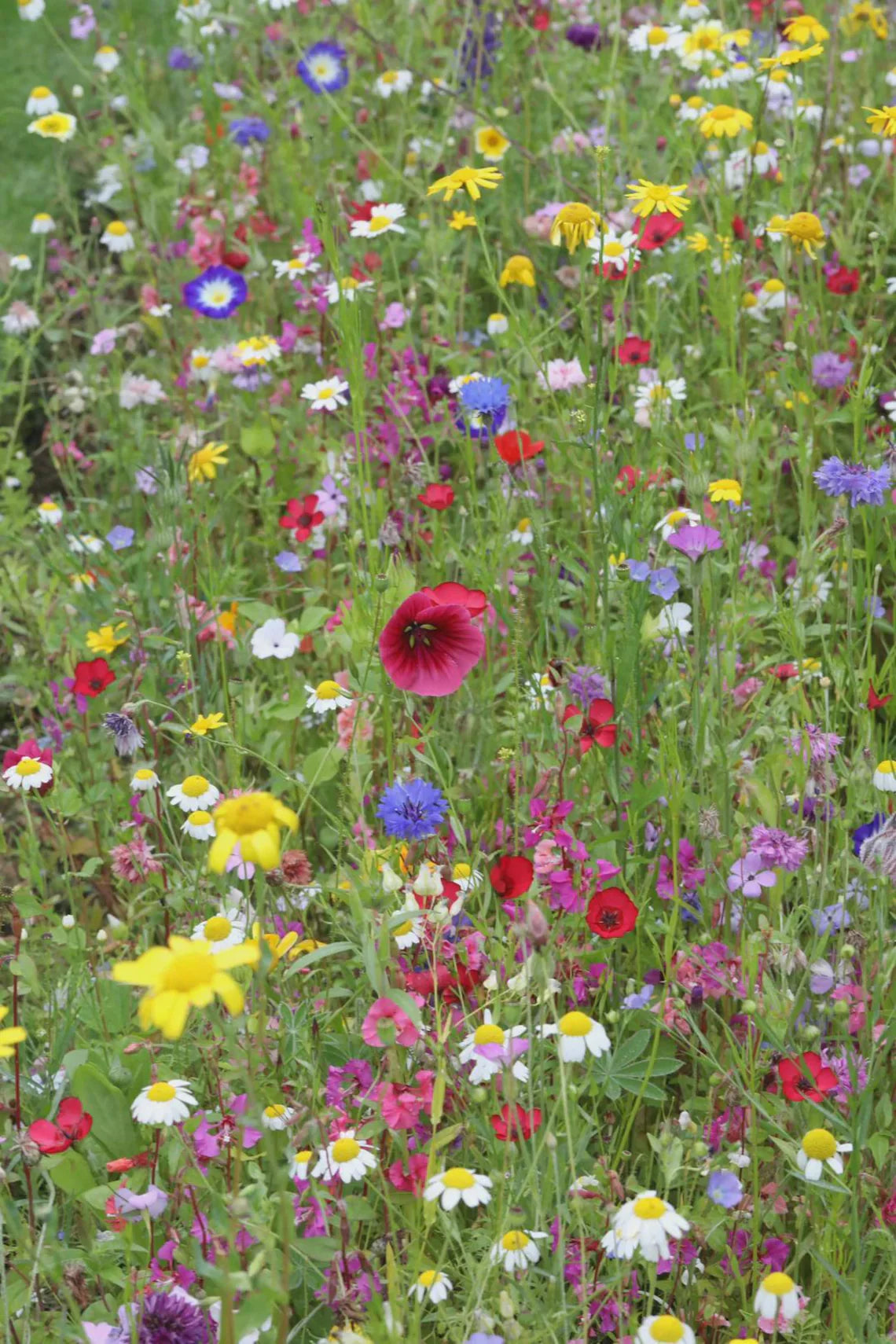 25 Pack Wildflower Seed Wedding Favors – Let Love Grow Mason Jar Packets