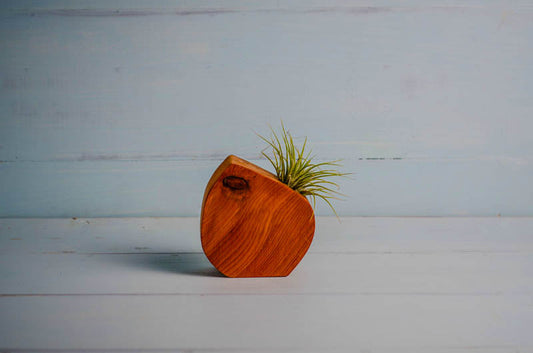 Little Air Plant Holder