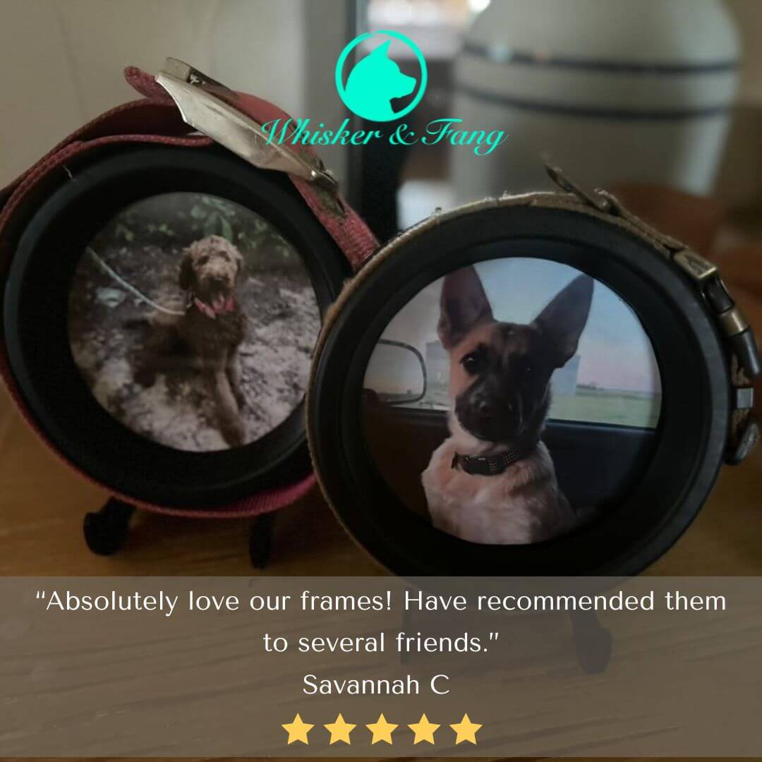 Medium Dog Collar Frame | "The Beagle" Resin