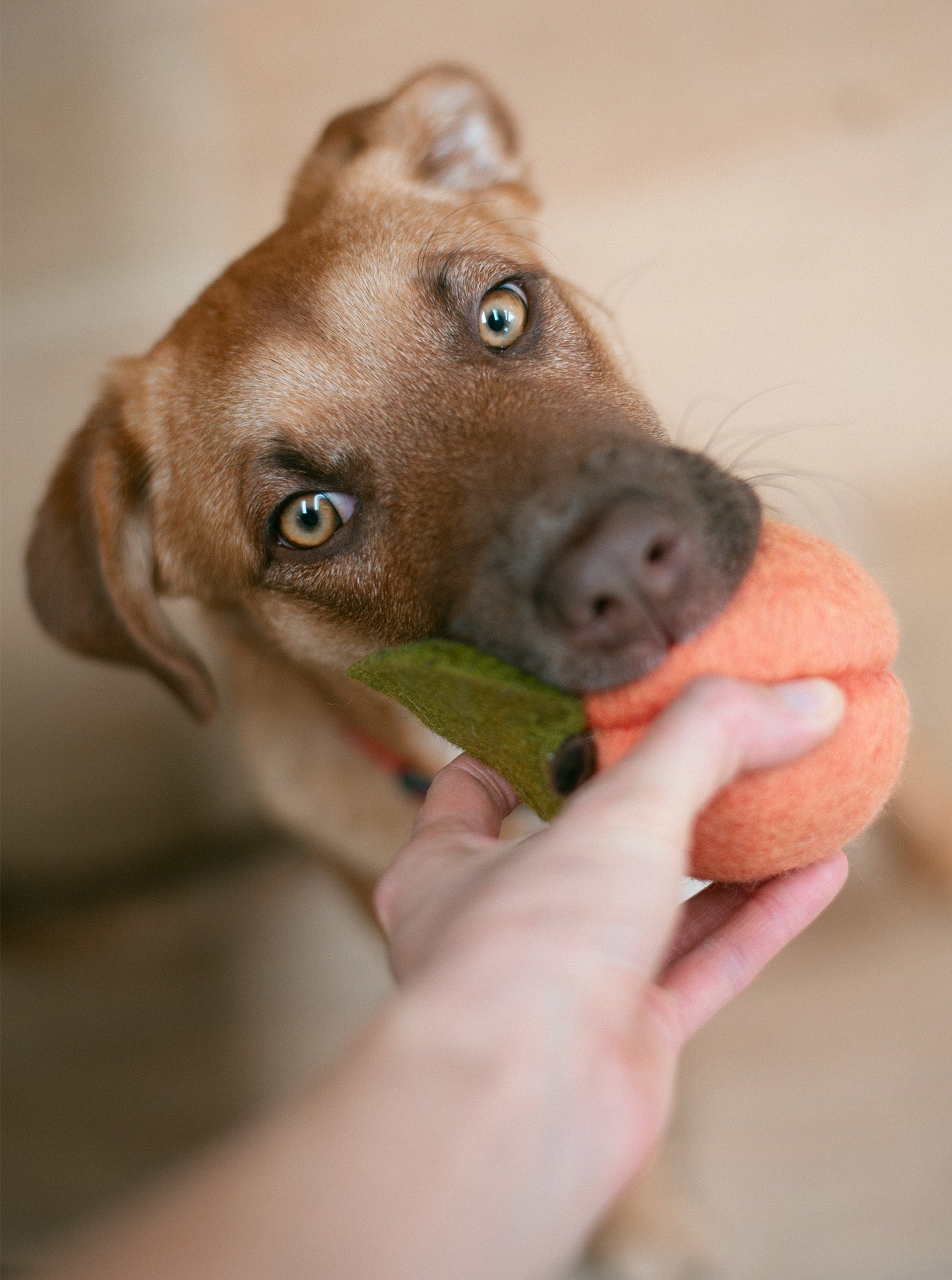 PEACH WOOL DOG & CAT TOY
