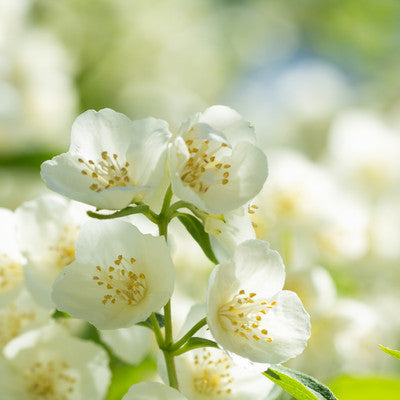 Honeysuckle Jasmine – 12 oz