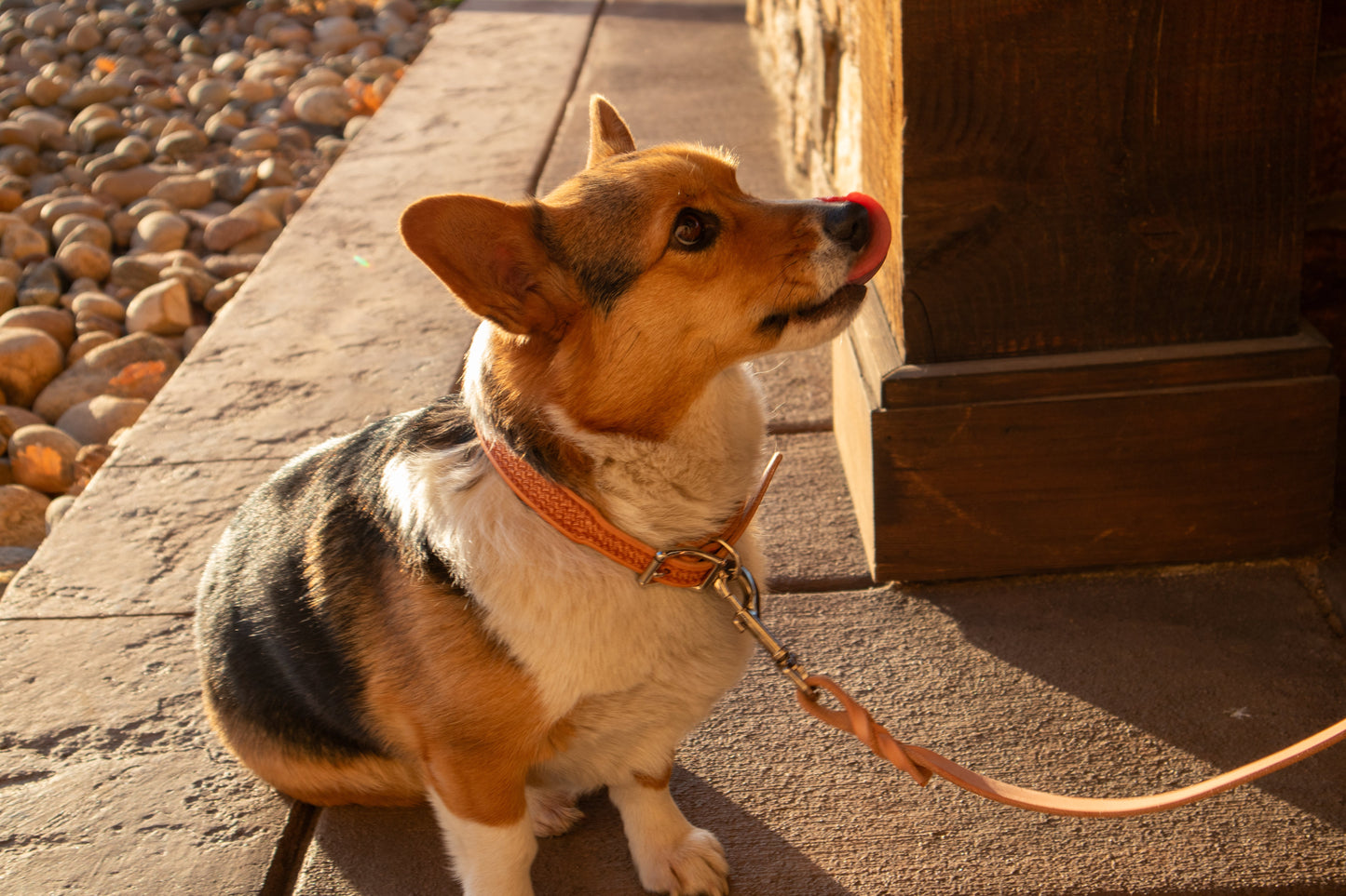 Chocolate Basket Dog Leash
