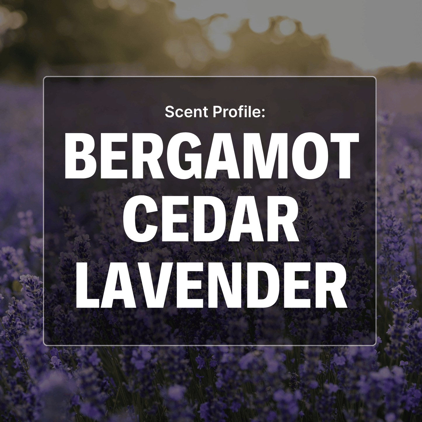 Northern Wind Beard Oil - Bergamot, Cedar, Lavender
