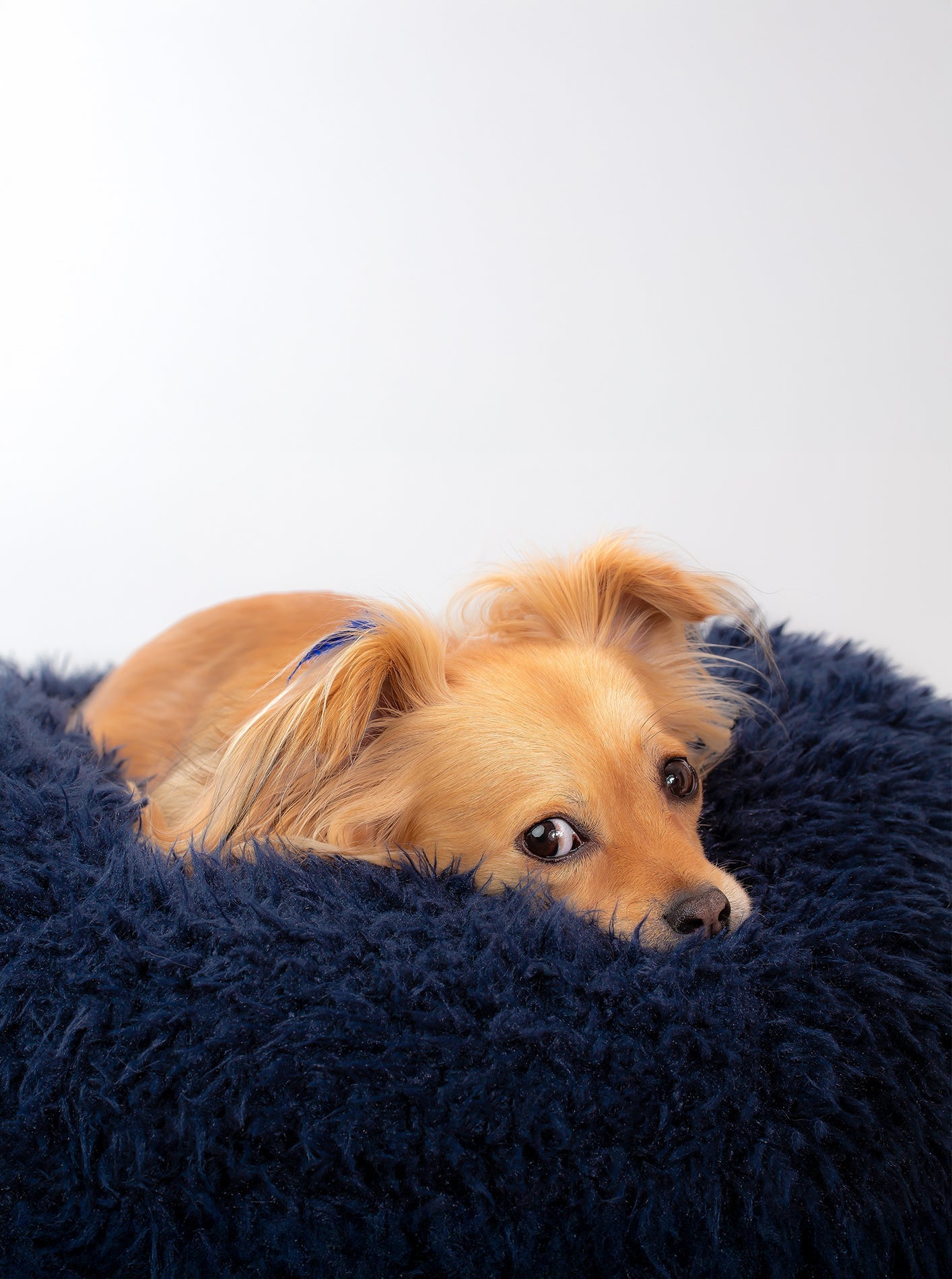 POD DOG BED