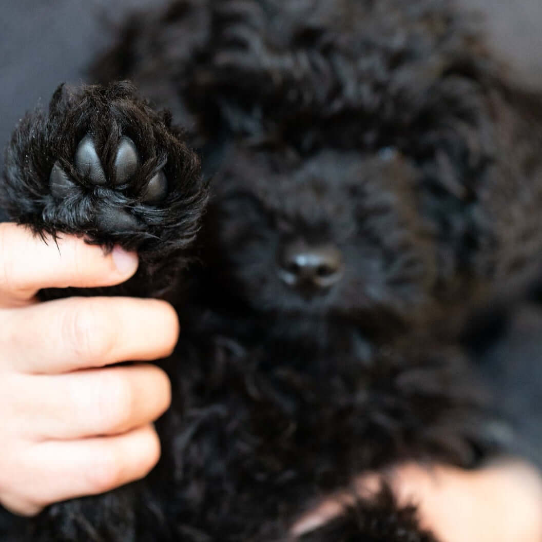 paw-tector balm