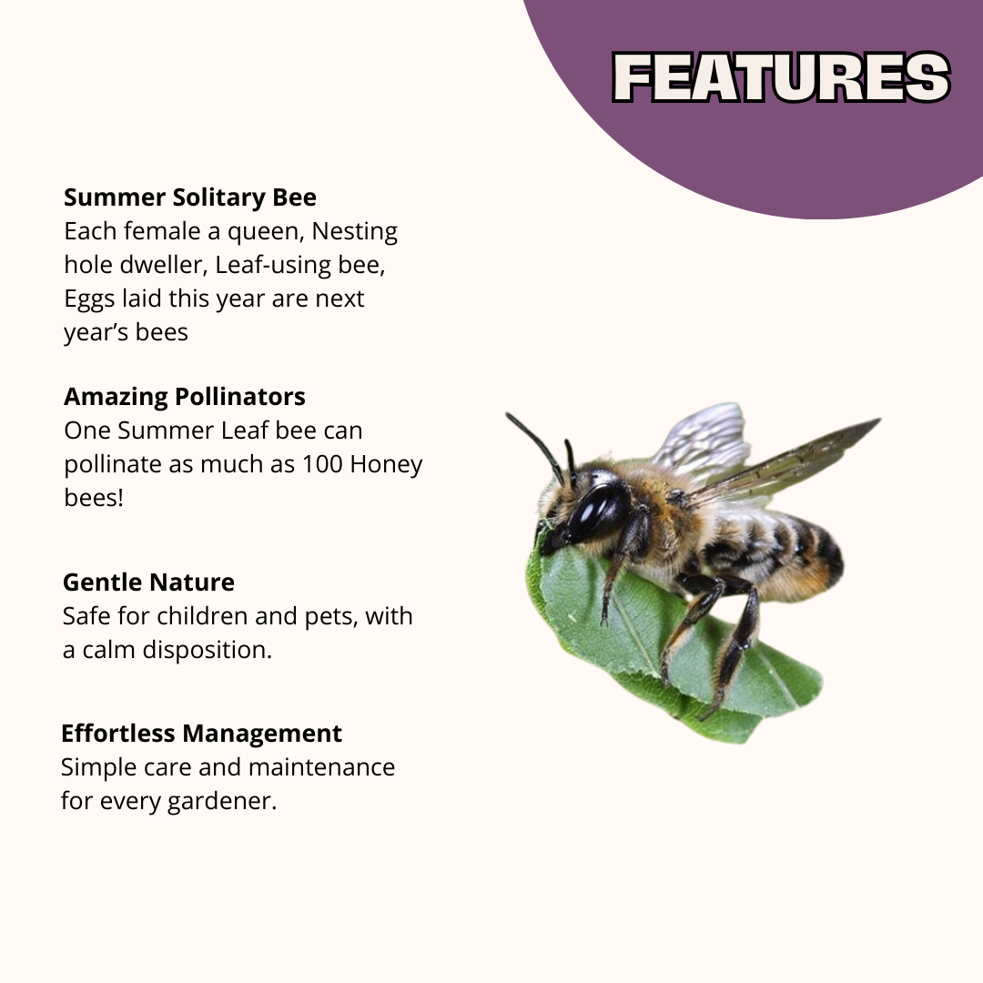 Chalet Bee House Complete Kit with Bee Certificate