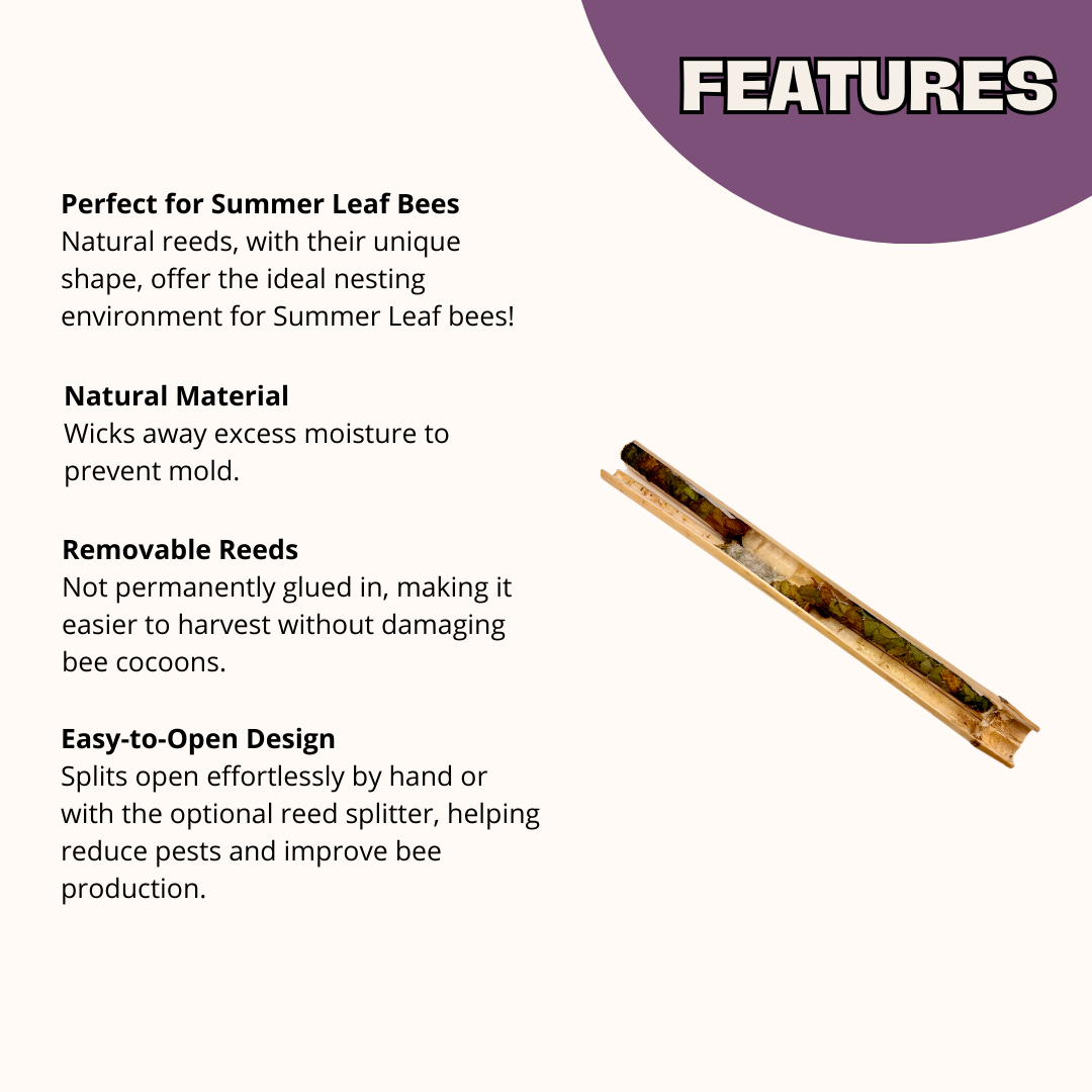 Chalet Bee House Complete Kit with Bee Certificate