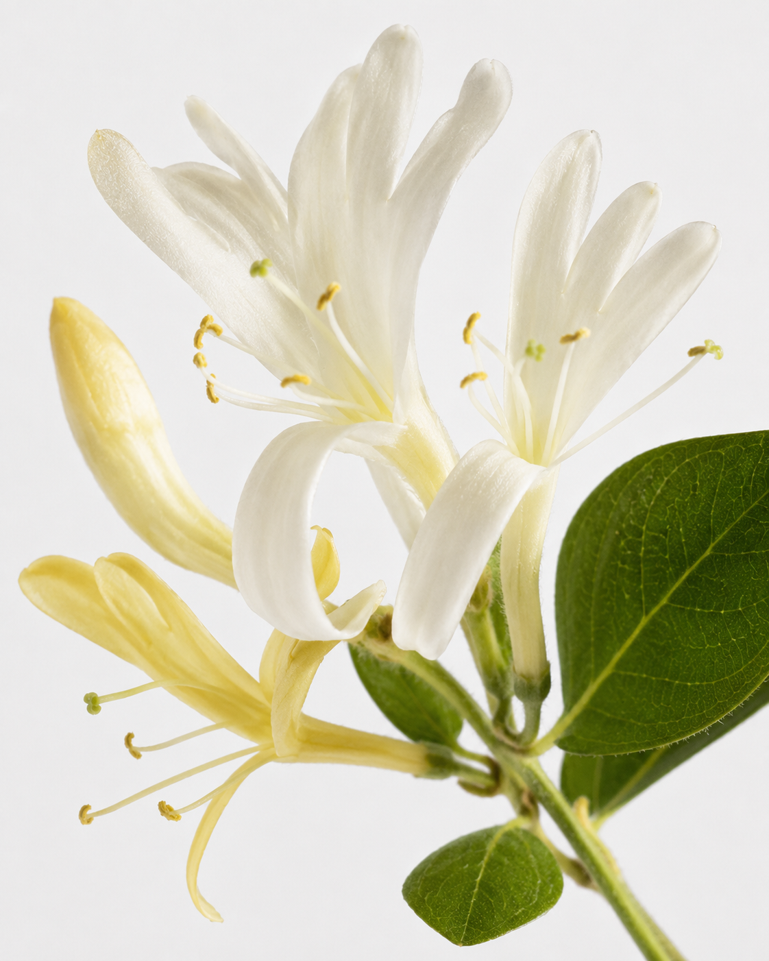 Sundrenched™ Classic Bar Soap