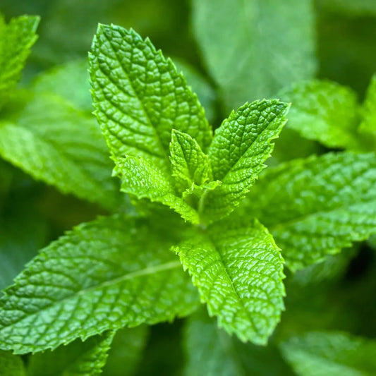 Peppermint – 8 oz