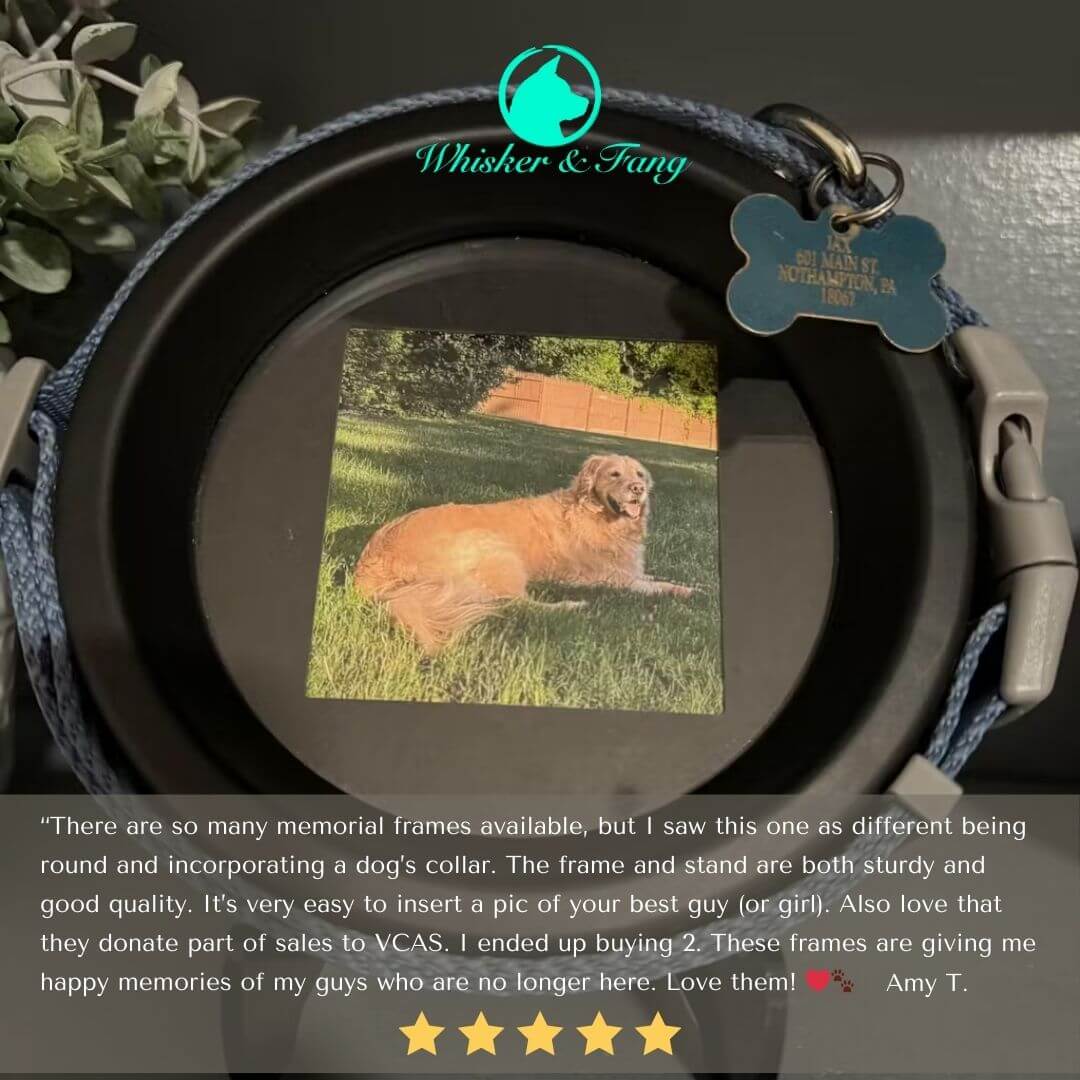 Medium Dog Collar Frame and Stand Bundle | "The Beagle" Resin
