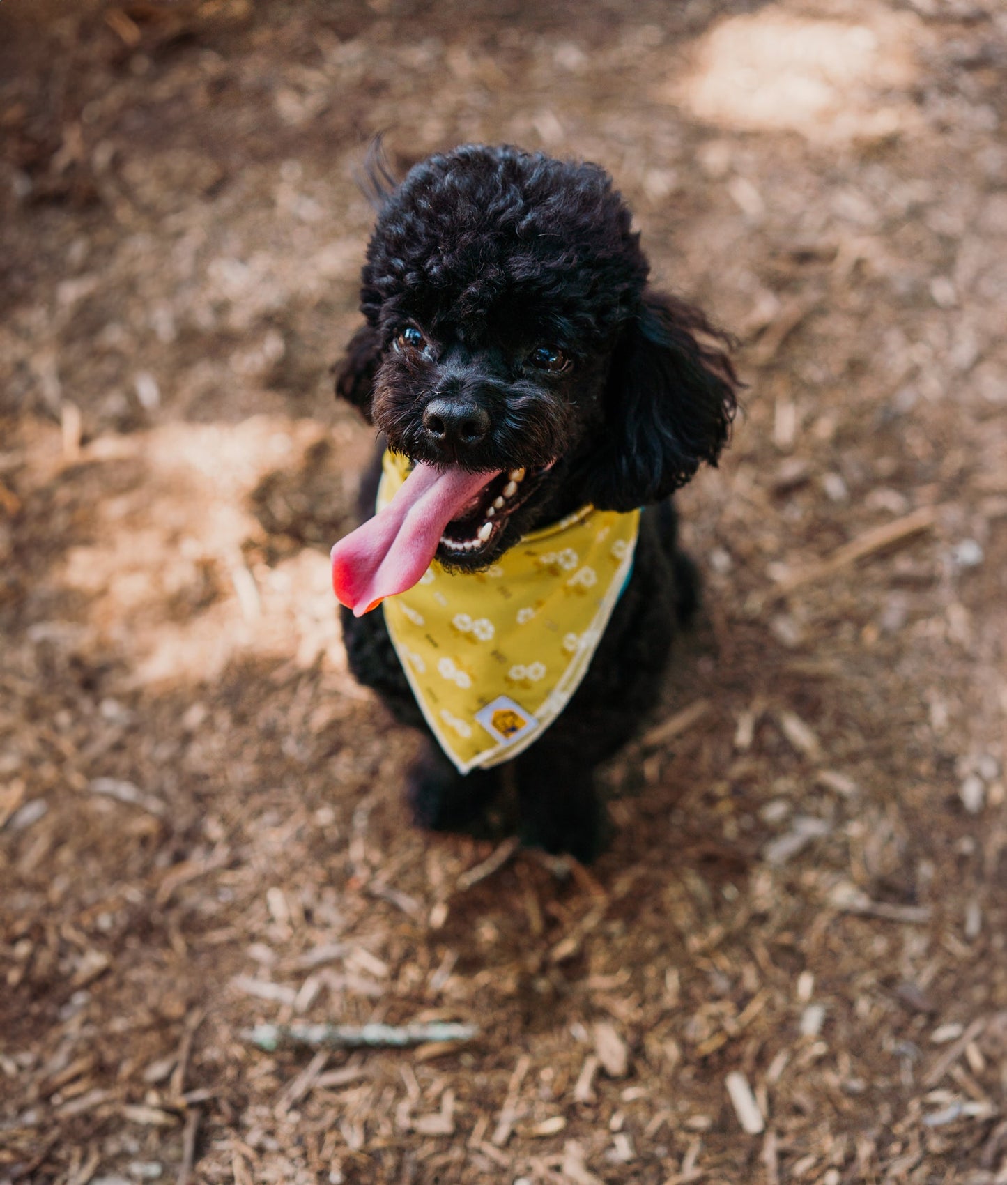 Daisy Yellow Bandana